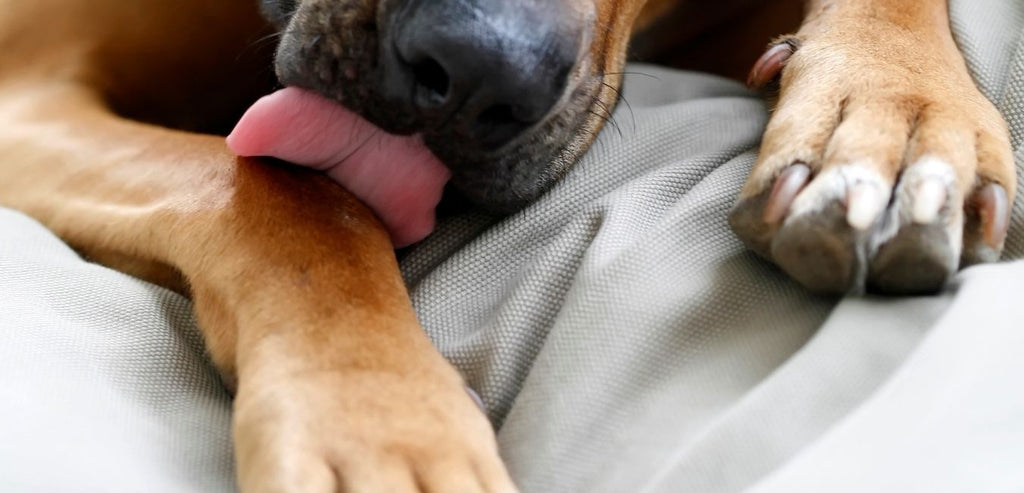 How Gut Health Affects Paw-Chewing in Dogs—Tips for Relief