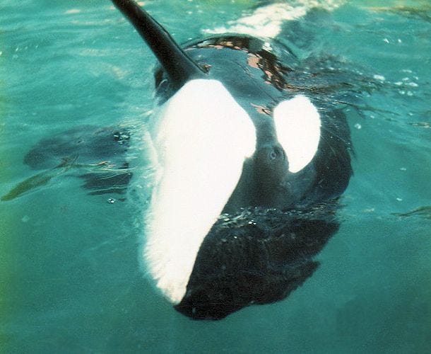 What Was Howard Garretts Role at SeaWorld? Uncover His Impact on Marine Life