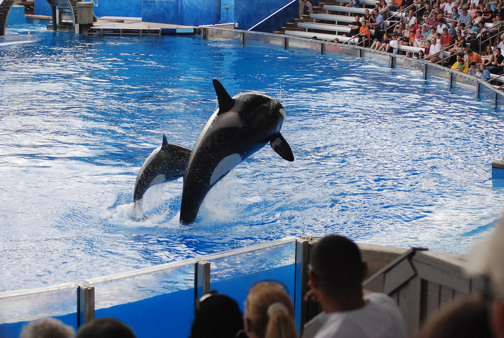 Exploring the Positive Aspects of SeaWorld: Education, Wildlife Rescue, and More