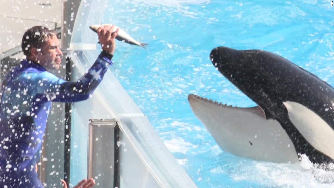 The Impact of Howard Garrett's Work on SeaWorld's Orca Policy