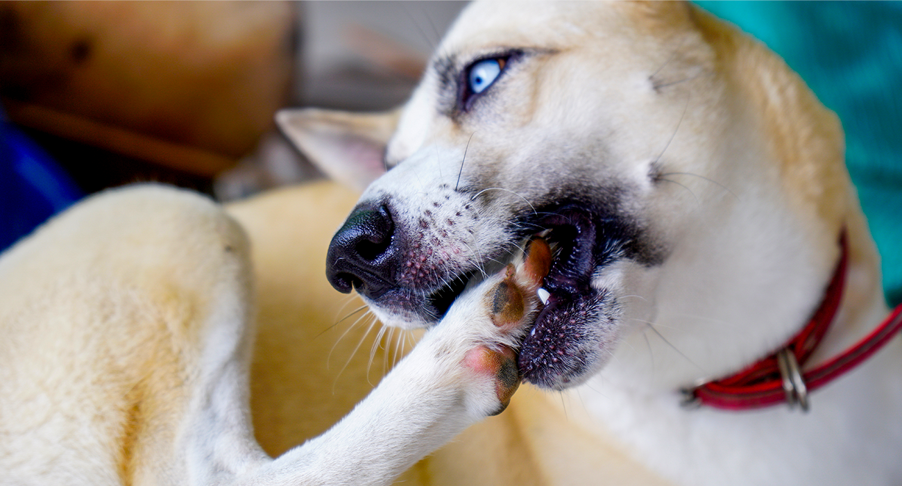 How Gut Health Affects Paw-Chewing in Dogs—Tips for Relief