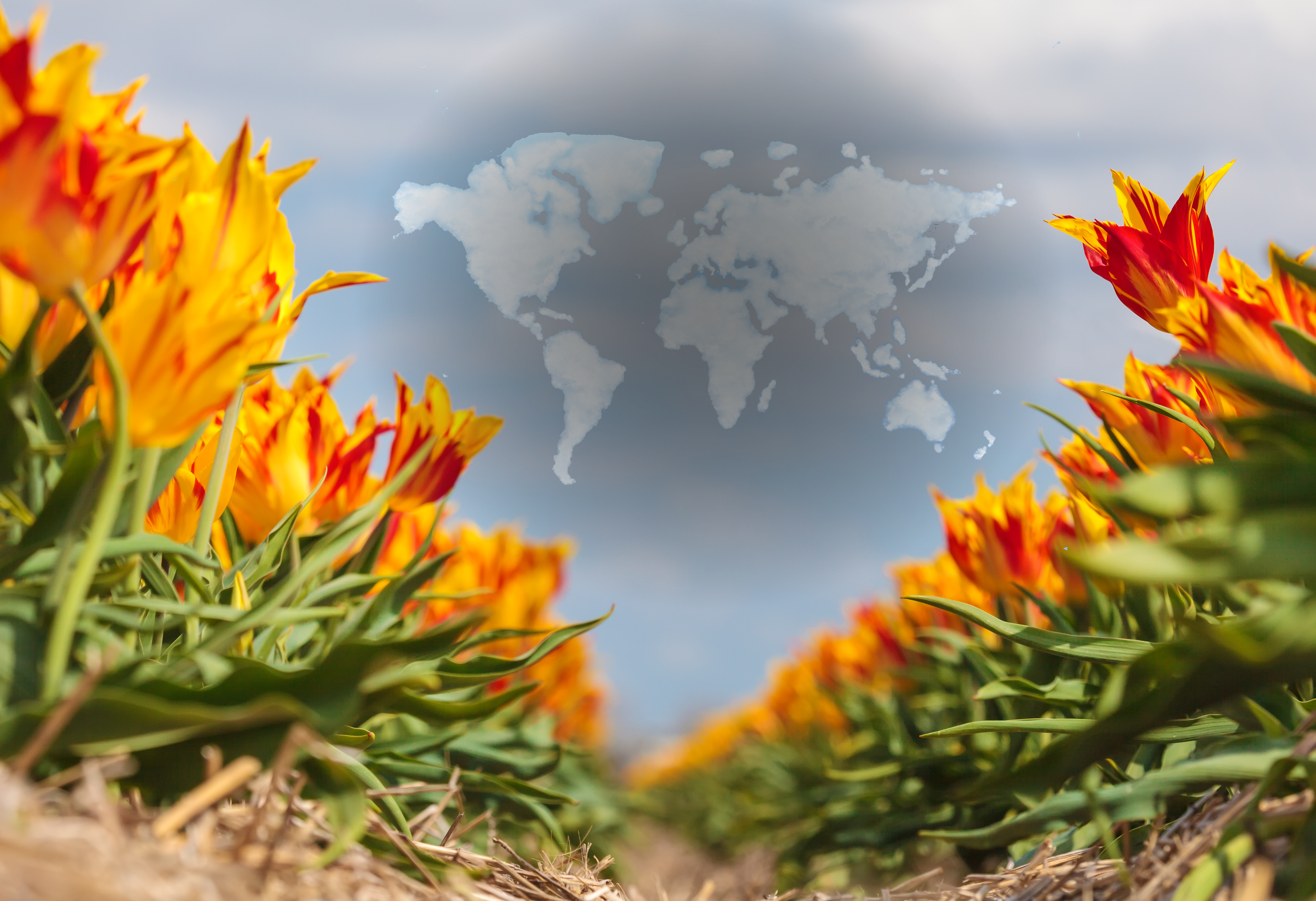 Cut Flower Politics: The Impact on Global Trade and Sustainability