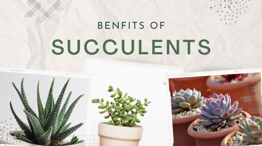 Discover the Health Benefits of Succulent Plants in Your Drinks
