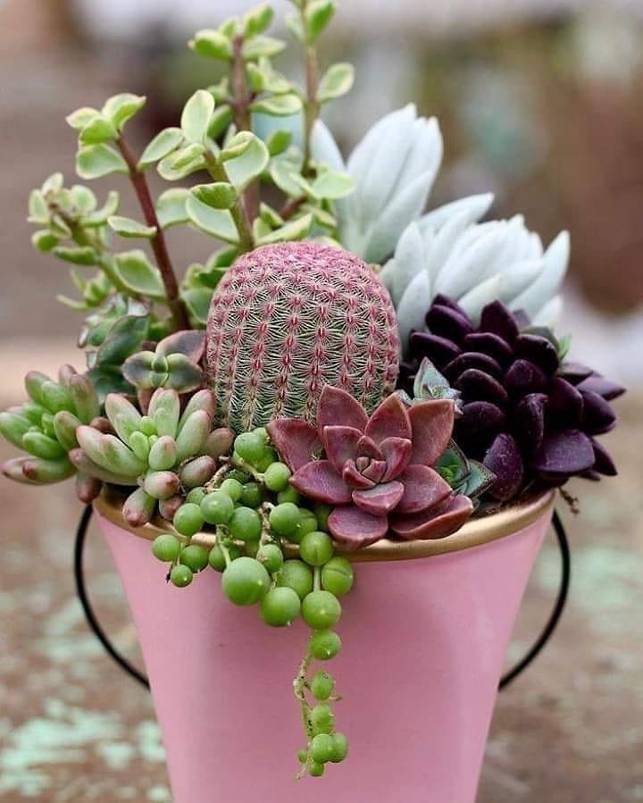 Discover the Health Benefits of Succulent Plants in Your Drinks