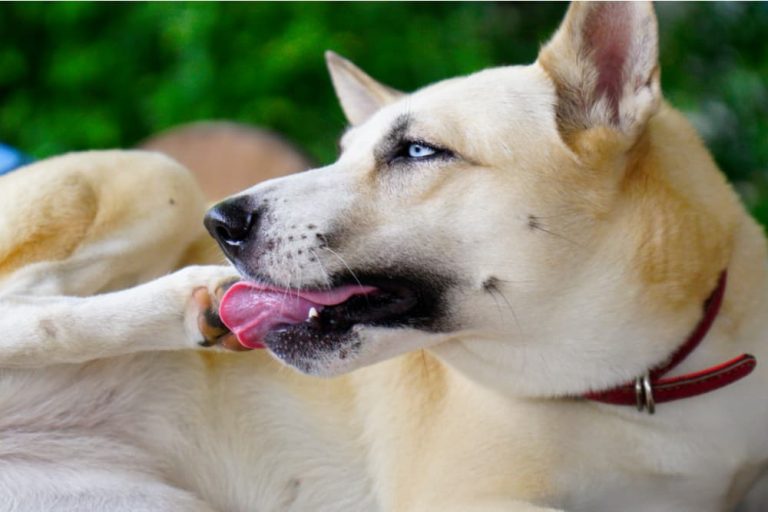 How Gut Health Affects Paw-Chewing in Dogs—Tips for Relief