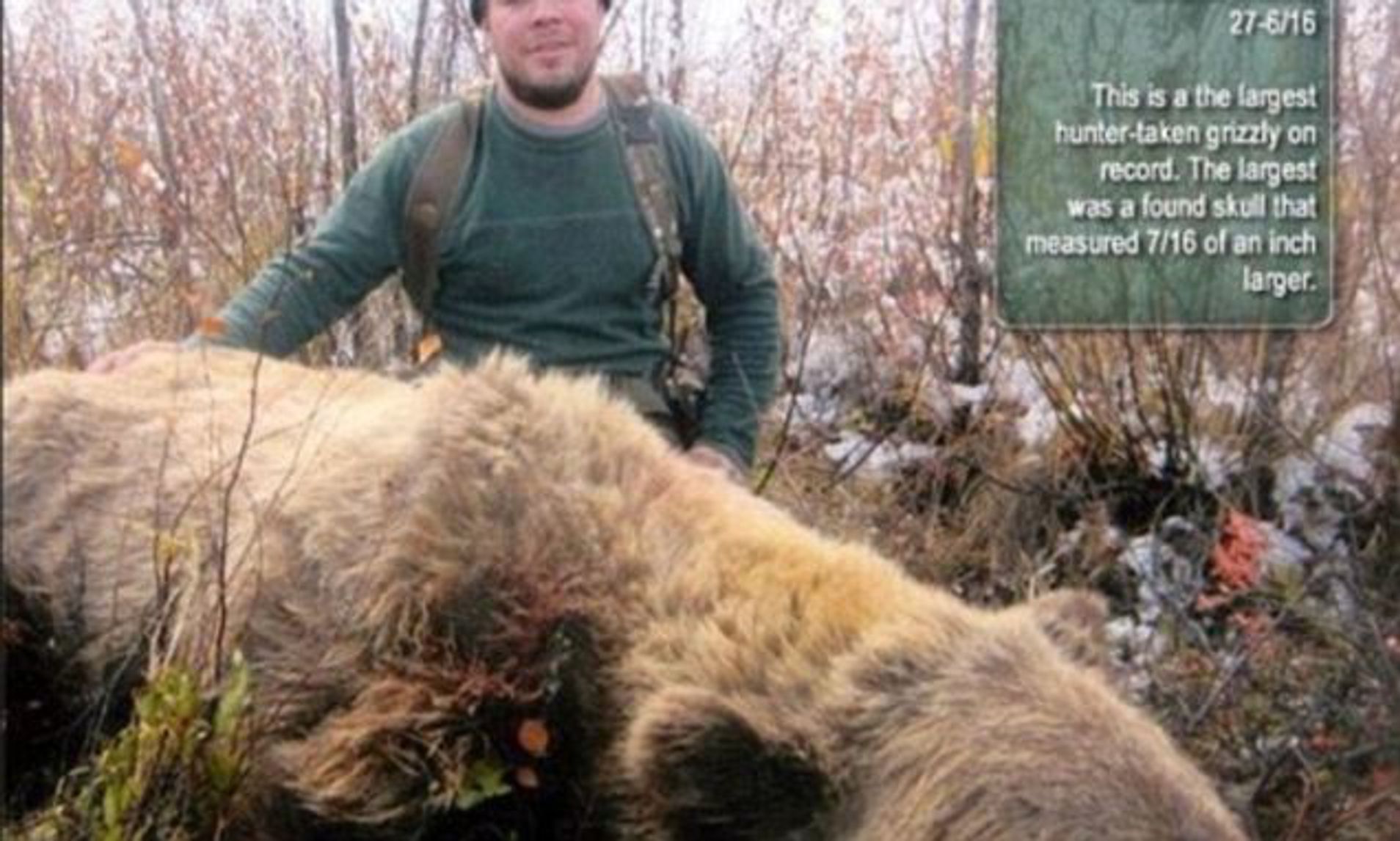 Biggest Grizzly Bear Ever: The Shocking Truth Revealed!