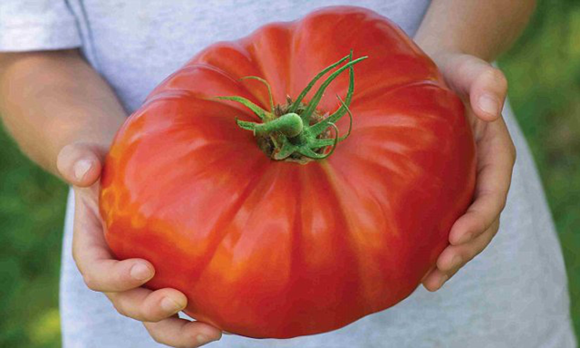 Picture This: The Largest Tomato Ever Grown on Earth!