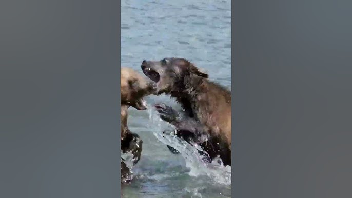 Biggest Grizzly Bear Ever: The Shocking Truth Revealed!