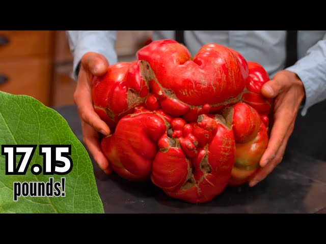 Picture This: The Largest Tomato Ever Grown on Earth!