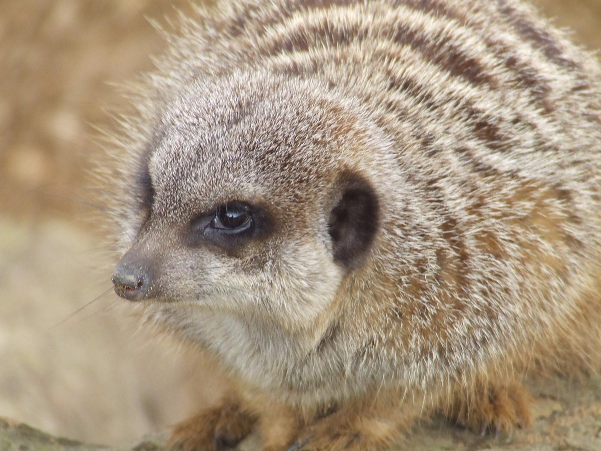 Amazon World Zoo: What Makes it Unique? Discover the Best Wildlife Park on the Isle of Wight!