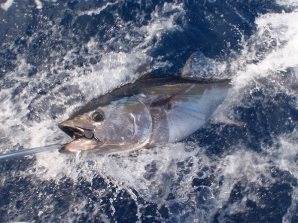 Looking for the Best Tuna Fishing in the World? Heres Your Must-See List!