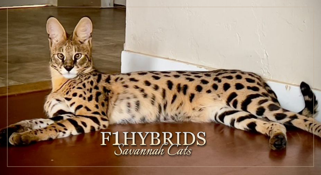 How to Keep F7 Savannah Cat Entertained - Top Tips for Busy Owners!