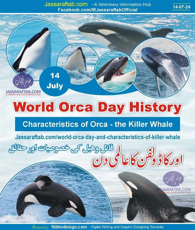 What is World Orca Day? Get to Know Killer Whales