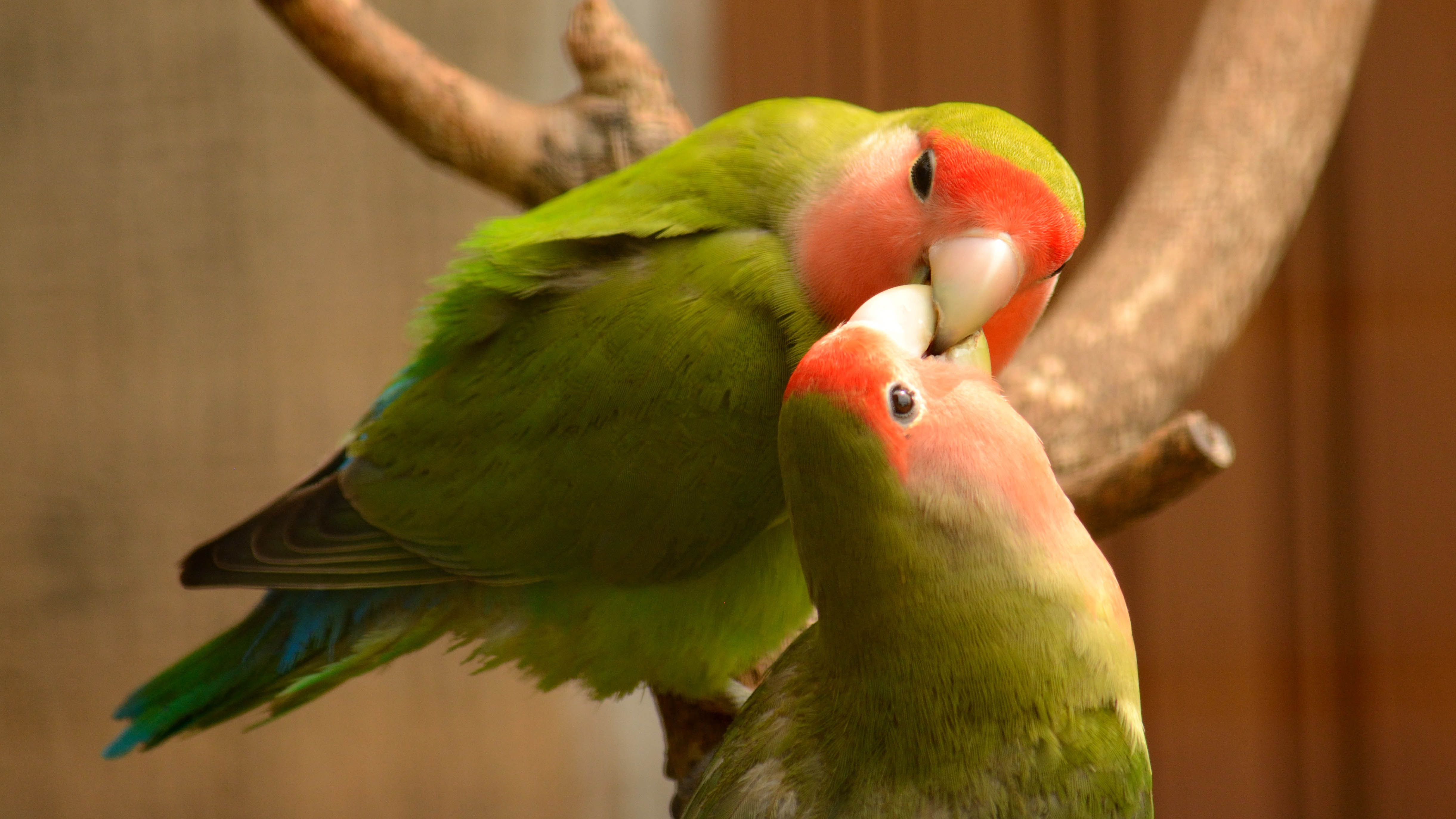 lovebirds entertainment: Find Out What Makes Them So Popular!