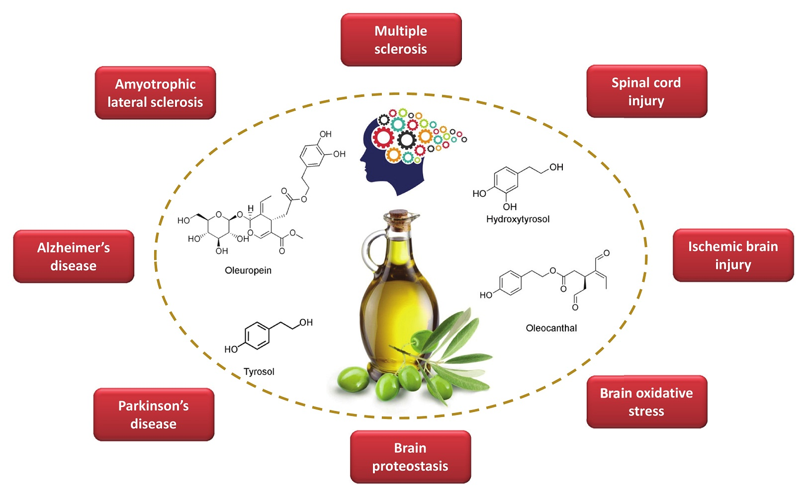 Want a Healthier Brain? 5 Olive Oil Rules You Need!