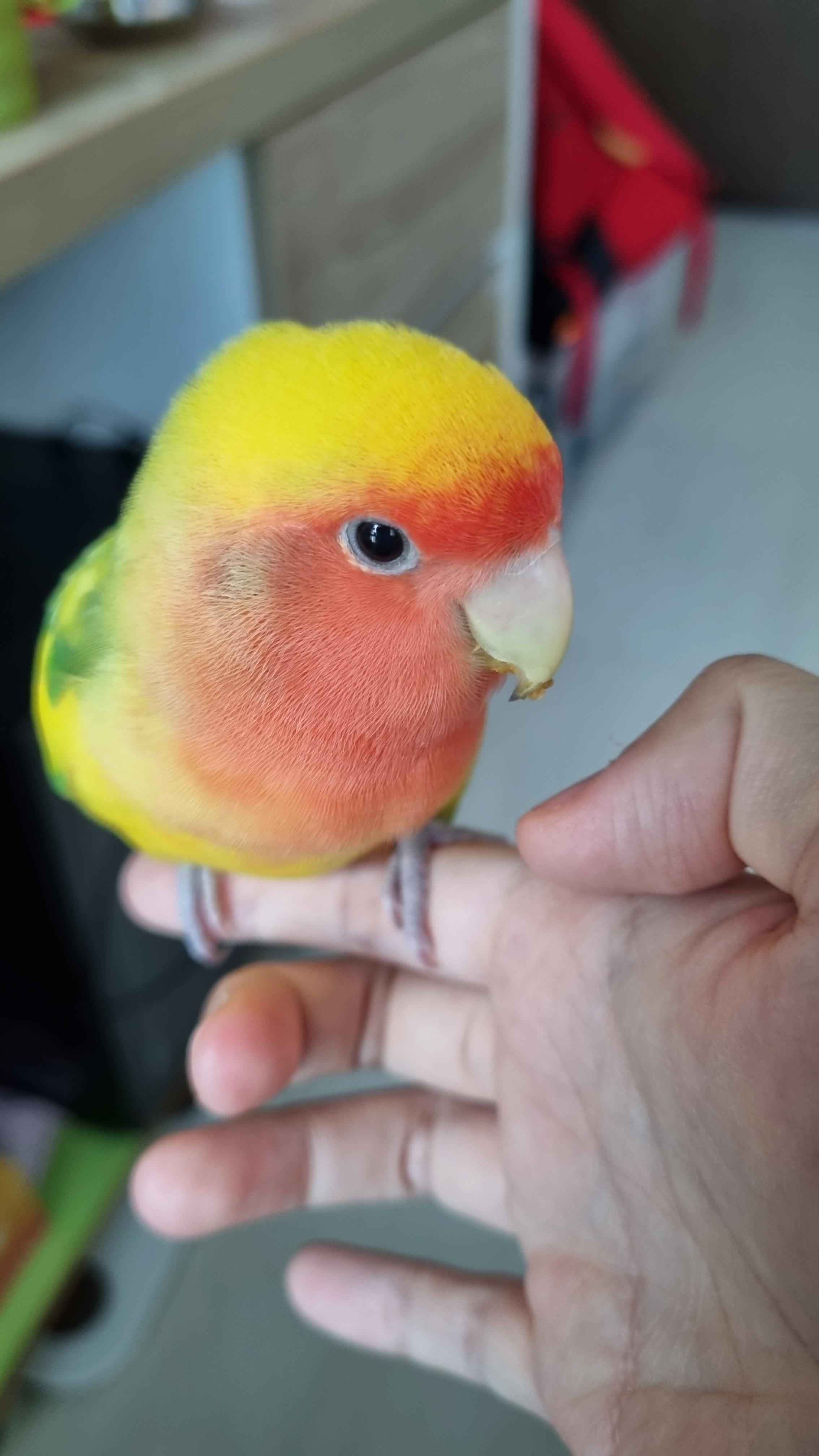 lovebirds entertainment: Find Out What Makes Them So Popular!