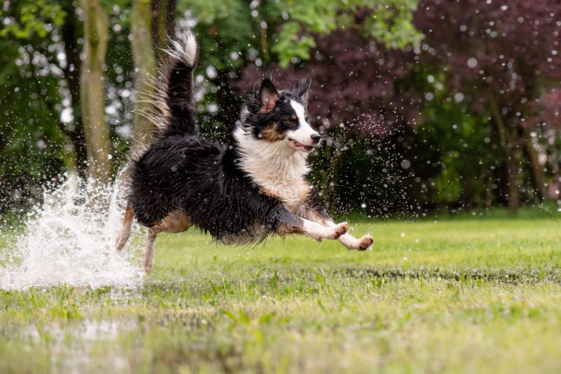 Top Dog Sports: Your Ultimate Guide (Simple Tips for Fans!)