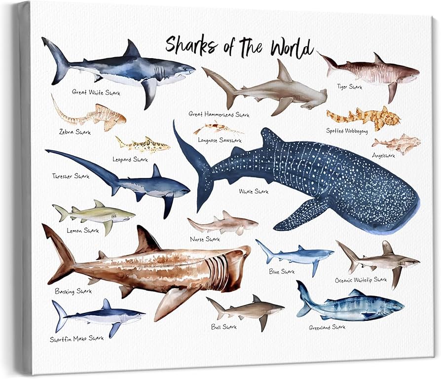 Sharks of the World Poster: The Perfect Gift for Shark Lovers, How to Choose the Best One?