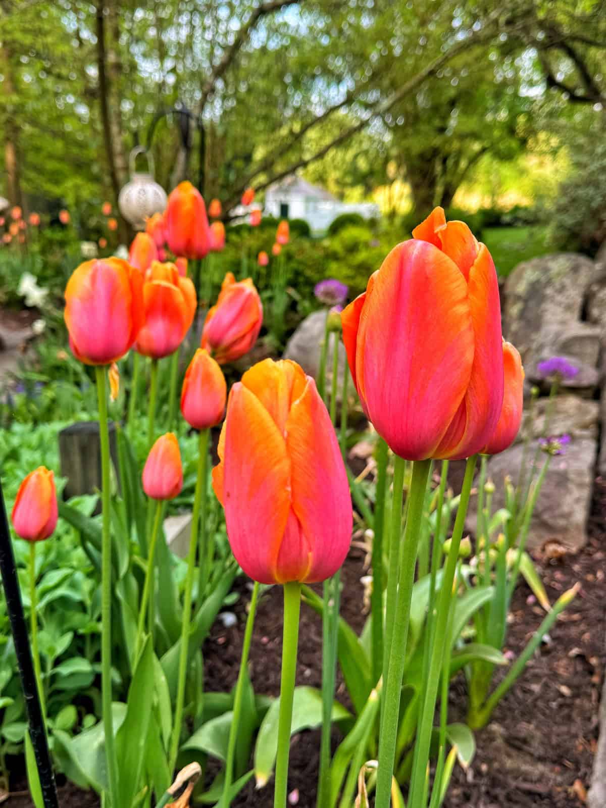How to grow world peace tulip (simple methods for beginners step by step)