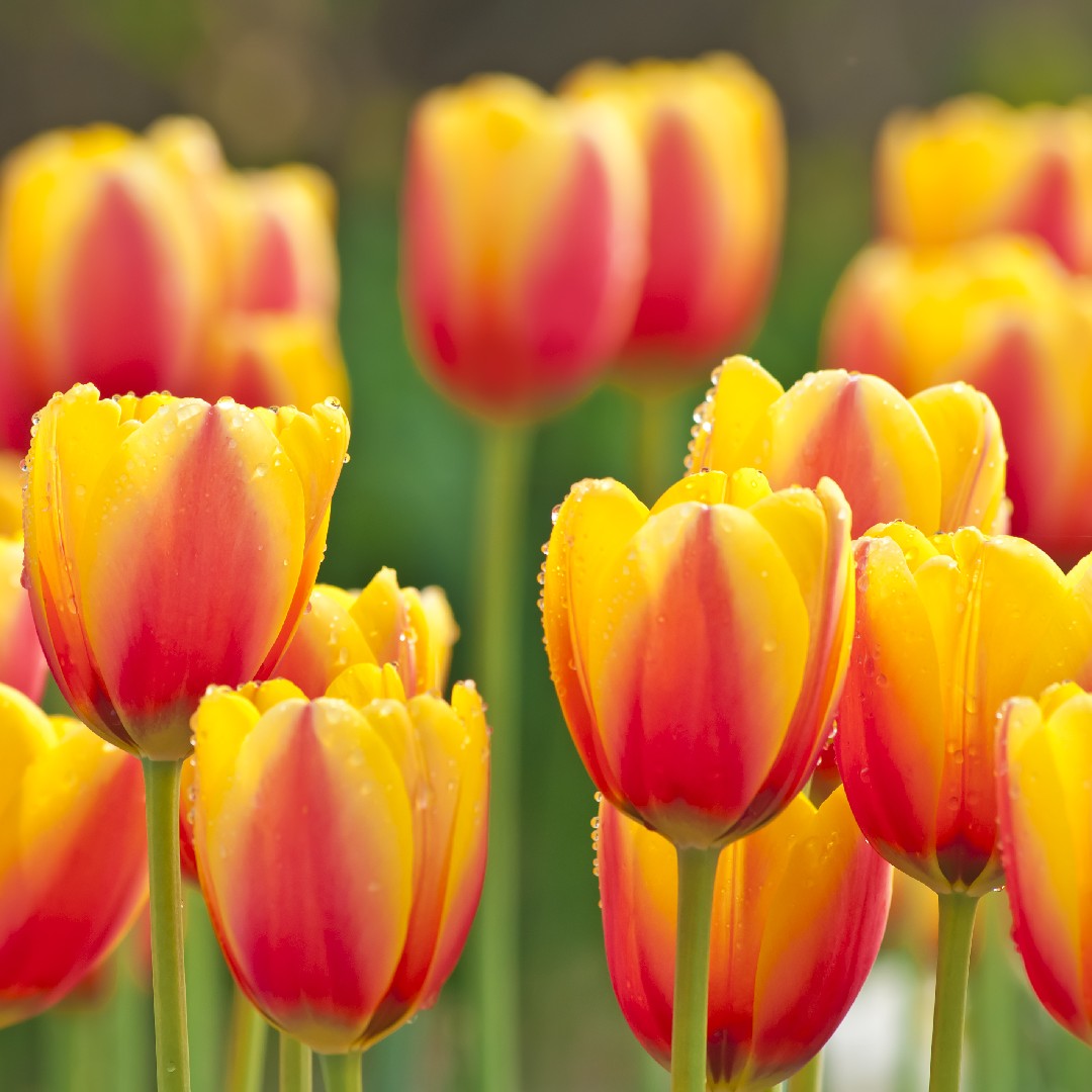 How to grow world peace tulip (simple methods for beginners step by step)